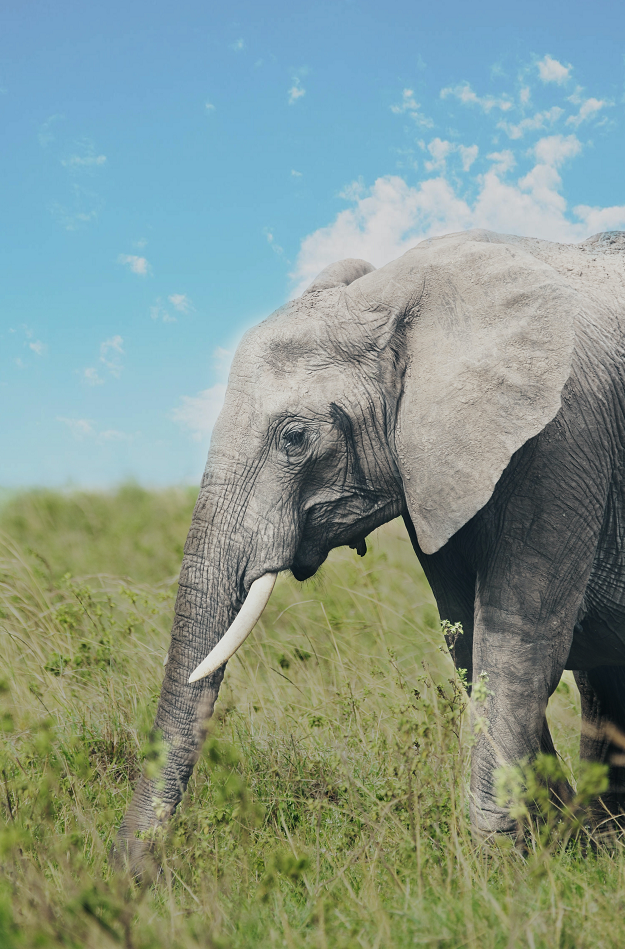 第 7 篇 南亞客人_印度